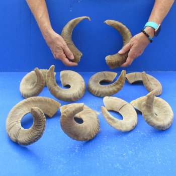 10 piece lot of Ram Horns, Sheep Horns 14 to 18 inches - $85/lot