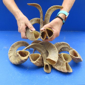 10 piece lot of Ram Horns, Sheep Horns 14 to 18 inches - $85/lot