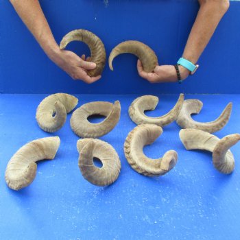 10 piece lot of Ram Horns, Sheep Horns 12 to 16 inches - $85/lot