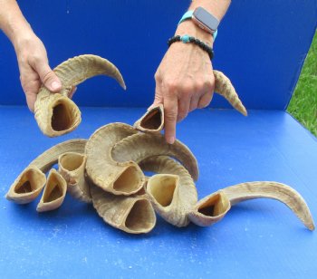 10 piece lot of Ram Horns, Sheep Horns 12 to 16 inches - $85/lot