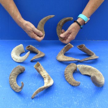10 piece lot of Ram Horns, Sheep Horns 5 to 9 inches around the curl for $62/lot