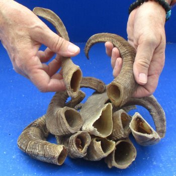 10 piece lot of Ram Horns, Sheep Horns 5 to 9 inches around the curl for $62/lot