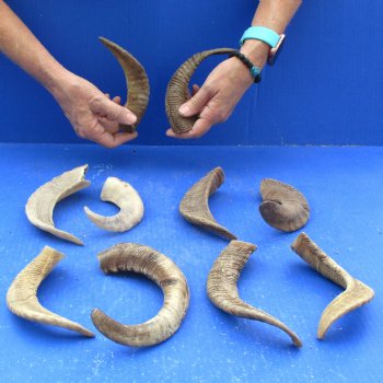 10 piece lot of Ram Horns, Sheep Horns 5 to 9 inches around the curl for $62/lot