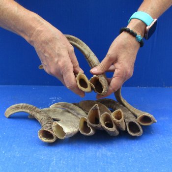 10 piece lot of Ram Horns, Sheep Horns 5 to 9 inches around the curl for $62/lot