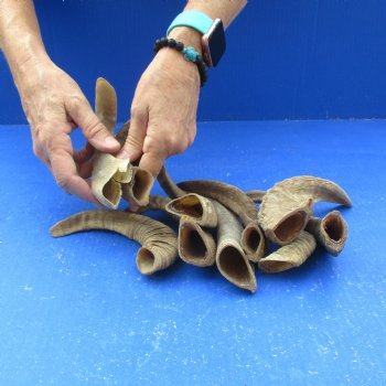 10 piece lot of Ram Horns, Sheep Horns 5 to 9 inches around the curl for $62/lot