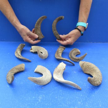 10 piece lot of Ram Horns, Sheep Horns 5 to 9 inches around the curl for $62/lot