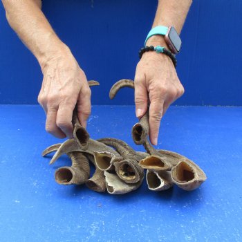 10 piece lot of Ram Horns, Sheep Horns 5 to 9 inches around the curl for $62/lot