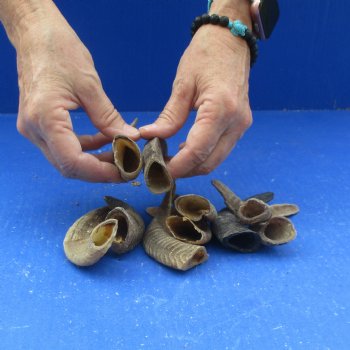 10 piece lot of Ram Horns, Sheep Horns under 5  inches around the curl for $33/lot
