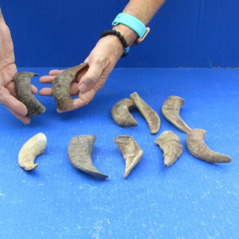 10 piece lot of Ram Horns, Sheep Horns under 5  inches around the curl for $33/lot