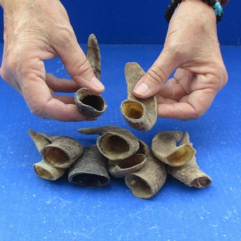 10 piece lot of Ram Horns, Sheep Horns under 5  inches around the curl for $33/lot