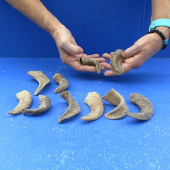 10 piece lot of Ram Horns, Sheep Horns under 5  inches around the curl for $33/lot