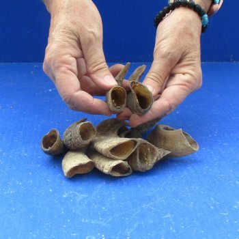 10 piece lot of Ram Horns, Sheep Horns under 5  inches around the curl for $33/lot