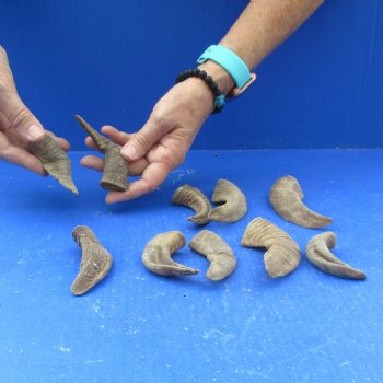 10 piece lot of Ram Horns, Sheep Horns under 5  inches around the curl for $33/lot