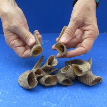 10 piece lot of Ram Horns, Sheep Horns under 5  inches around the curl for $33/lot