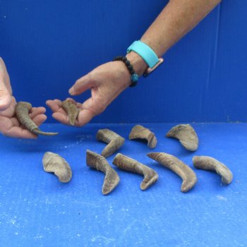 10 piece lot of Ram Horns, Sheep Horns under 5  inches around the curl for $33/lot