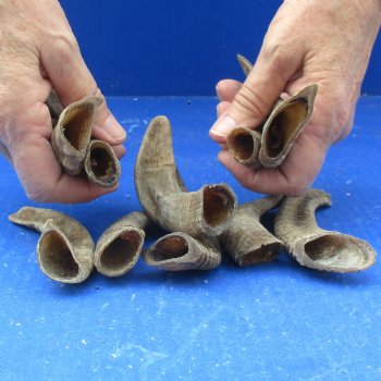10 piece lot of Ram Horns, Sheep Horns under 5  inches around the curl for $33/lot