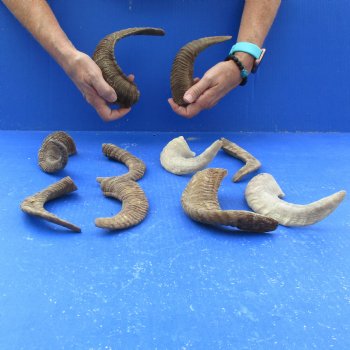 10 piece lot of Ram Horns, Sheep Horns 5 to 9 inches around the curl for $62/lot