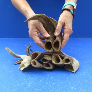 10 piece lot of Ram Horns, Sheep Horns 5 to 9 inches around the curl for $62/lot