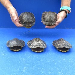 4" to 4-3/4" Red Eared Slider Turtle Shells, 5pc lot - $60