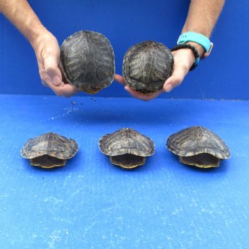 4" to 4-3/4" Red Eared Slider Turtle Shells, 5pc lot - $60