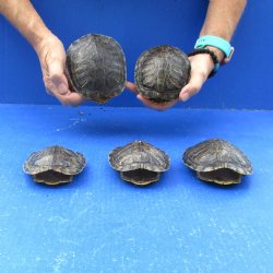 4" to 4-3/4" Red Eared Slider Turtle Shells, 5pc lot - $60