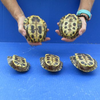 4" to 4-3/4" Red Eared Slider Turtle Shells, 5pc lot - $60