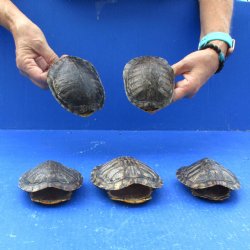 4" to 4-3/4" Red Eared Slider Turtle Shells, 5pc lot - $60