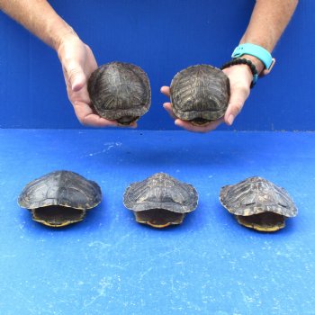 4" to 4-3/4" Red Eared Slider Turtle Shells, 5pc lot - $60