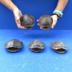 4" to 4-3/4" Red Eared Slider Turtle Shells, 5pc lot - $60