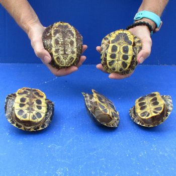 4" to 4-3/4" Red Eared Slider Turtle Shells, 5pc lot - $60