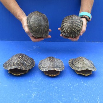 5" to 5-3/4" Red Eared Slider Turtle Shells, 5pc lot - $65