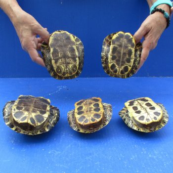 5" to 5-3/4" Red Eared Slider Turtle Shells, 5pc lot - $65