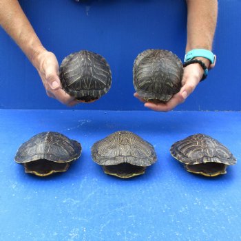 5" to 5-3/4" Red Eared Slider Turtle Shells, 5pc lot - $65