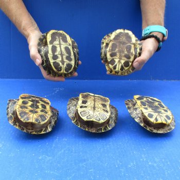 5" to 5-3/4" Red Eared Slider Turtle Shells, 5pc lot - $65