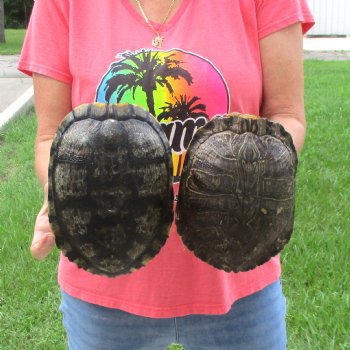 8-8-3/4 inch Red Eared Slider Turtle Shells, 2pc lot for sale