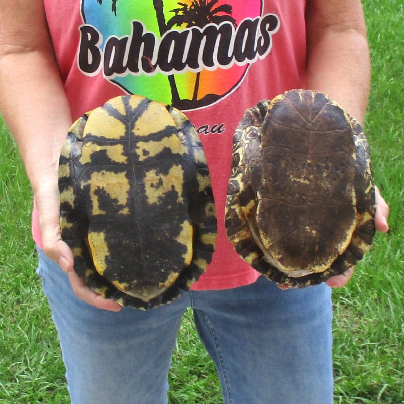 8-8-3/4 inch Red Eared Slider Turtle Shells, 2pc lot for sale