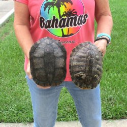 8"- 8-3/4" Red Eared Slider Turtle Shells, 2pc lot - $38