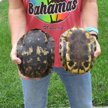 8"- 8-3/4" Red Eared Slider Turtle Shells, 2pc lot - $38
