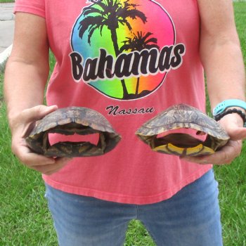 8"- 8-3/4" Red Eared Slider Turtle Shells, 2pc lot - $38