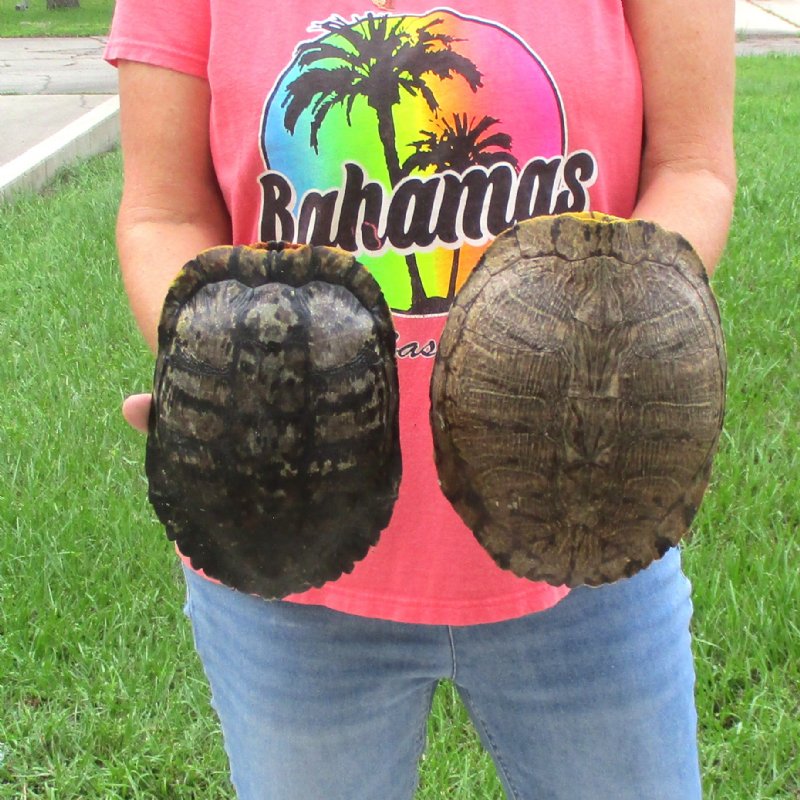 8-8-3/4 inch Red Eared Slider Turtle Shells, 2pc lot for sale