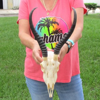 11 inch Horns on Female Springbok Skull - $49