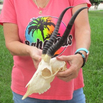 11 inch Horns on Female Springbok Skull - $49
