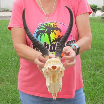 11 inch Horns on Female Springbok Skull - $49