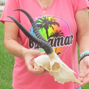 11 inch Horns on Female Springbok Skull - $49