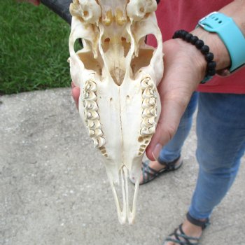 11 inch Horns on Female Springbok Skull - $49