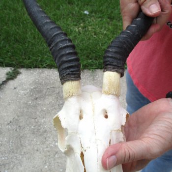 11 inch Horns on Female Springbok Skull - $49