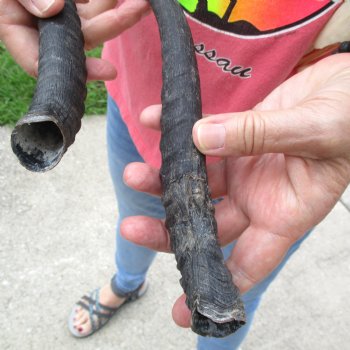 11 inch Horns on Female Springbok Skull - $49