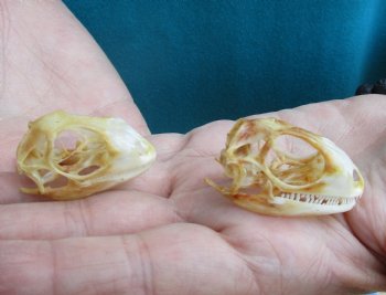 2pc Small B-Grade Iguana skull 1-1/2 & 1-1/2 inches - for $40