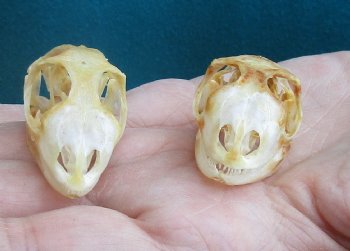 2pc Small B-Grade Iguana skull 1-1/2 & 1-1/2 inches - for $40