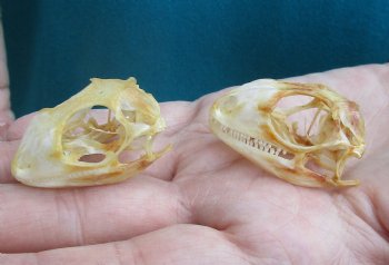 2pc Small B-Grade Iguana skull 1-1/2 & 1-1/2 inches - for $40